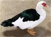adoptable Duck in union, mo, MO named HARVEY