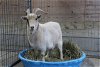 adoptable Goat in union, MO named LORETTA