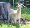 adoptable Goat in Union, MO named LORETTA