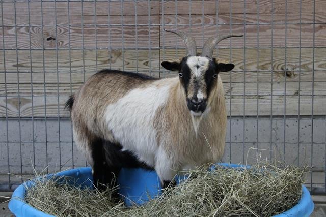 adoptable Goat in Union, MO named OLIVIA