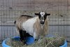 adoptable Goat in , MO named OLIVIA