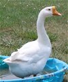 adoptable Goose in union, MO named LAWSON