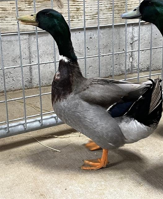 adoptable Duck in Union, MO named MILO