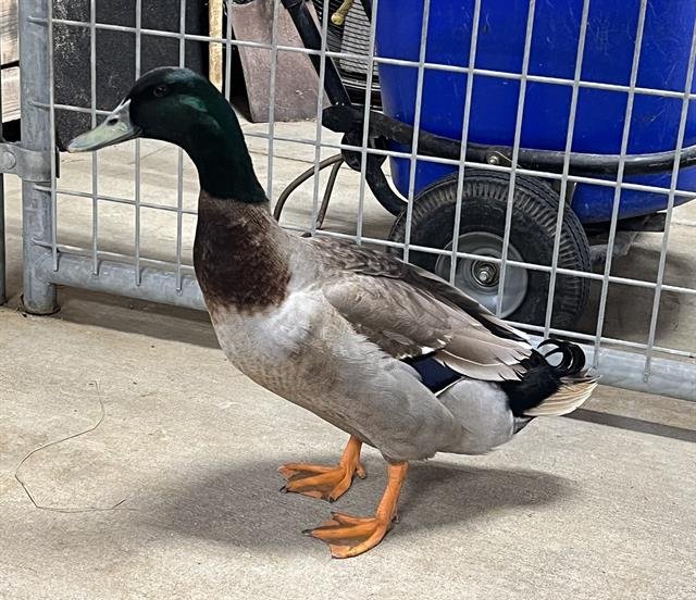 adoptable Duck in Union, MO named POPPYCOCK