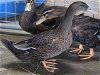 adoptable Duck in union, mo, MO named MILK DUD