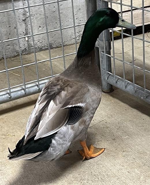 adoptable Duck in Union, MO named MILK DUD
