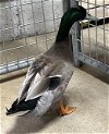 adoptable Duck in  named MILK DUD