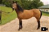 adoptable Horse in union, MO named XANTHUS