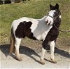 adoptable Pony in union, MO named TESSA