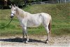 adoptable Horse in  named REVLON