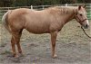 adoptable Horse in union, MO named WYNONA