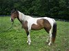 adoptable Horse in union, MO named NIGHTINGALE