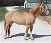 adoptable Horse in union, MO named HASHBROWN