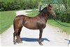 adoptable Horse in union, MO named JAZZY
