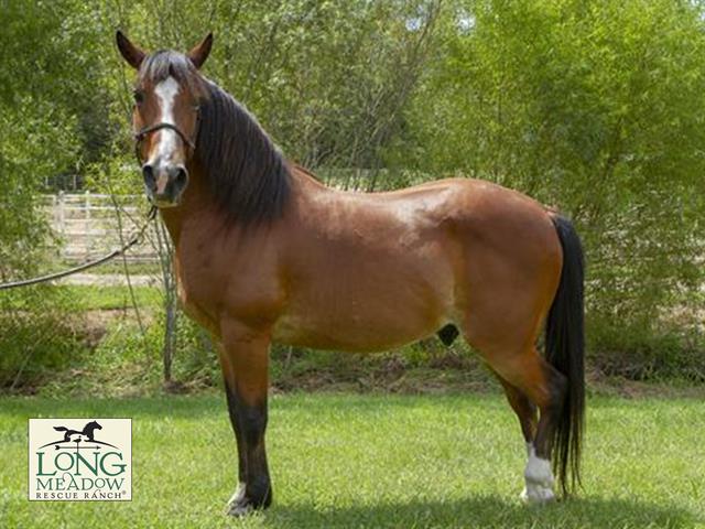 adoptable Horse in Union, MO named MOONSHADOW