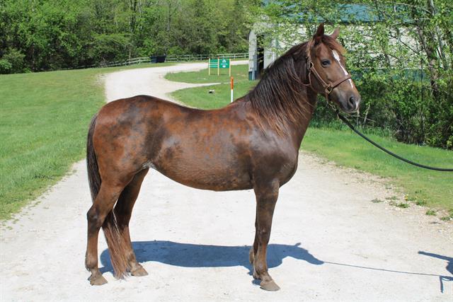 adoptable Horse in Union, MO named JAZZY