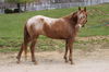 adoptable Pony in  named ANITA