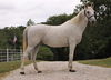 adoptable Horse in Union, MO named EVEREST