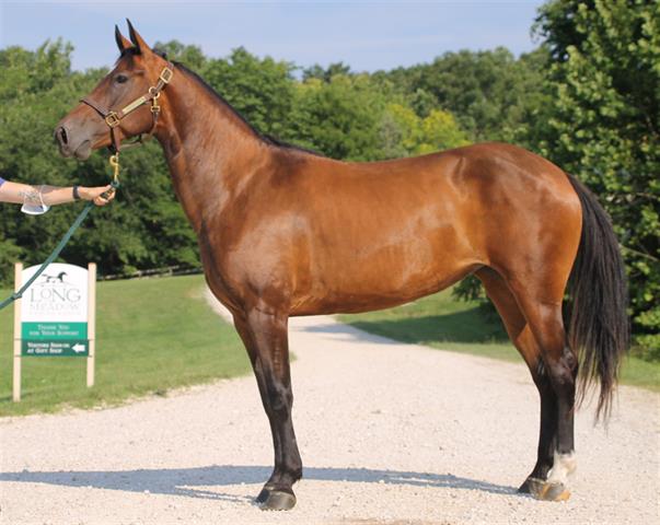 adoptable Horse in Union, MO named MIA