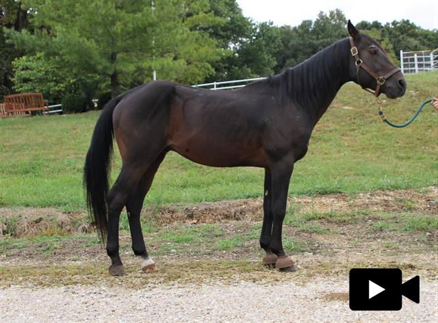 adoptable Horse in Union, MO named SANTIAGO