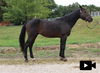 adoptable Horse in  named SANTIAGO