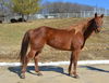 adoptable Horse in  named LUCILLE