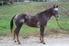 adoptable Horse in  named AJ