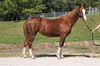 adoptable Horse in  named CHARLOTTE