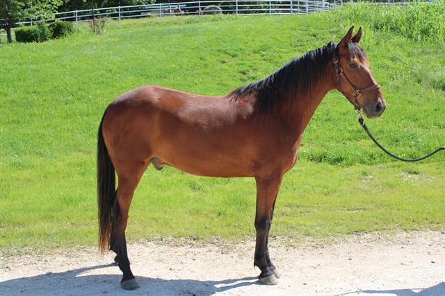 adoptable Horse in Union, MO named MALONE