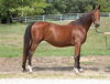 adoptable Horse in  named TULIP