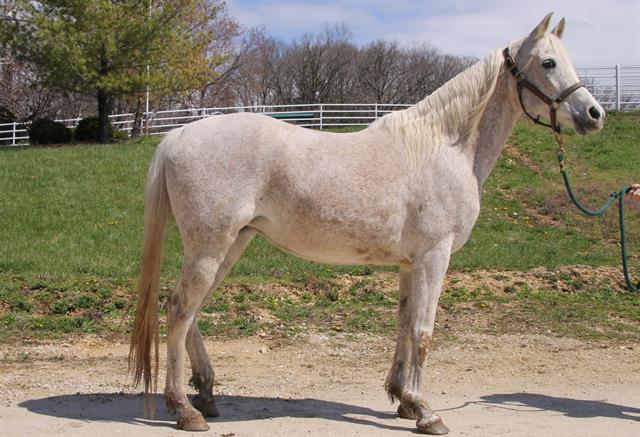 adoptable Horse in Union, MO named CLOUD