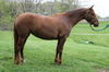 adoptable Horse in Union, MO named TWYLA