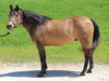 adoptable Horse in Union, MO named XANTHUS