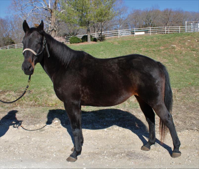 adoptable Horse in Union, MO named ALTITUDE