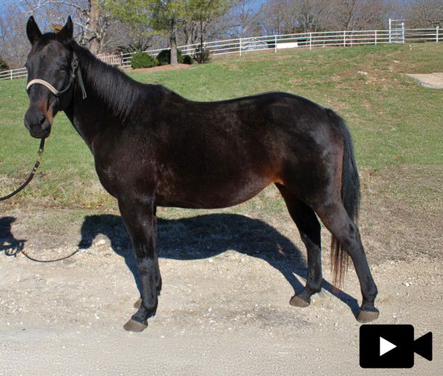 adoptable Horse in Union, MO named ALTITUDE