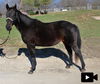 adoptable Horse in  named ALTITUDE