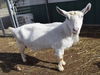 adoptable Goat in Union, MO named ROSANNA