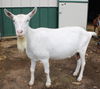 adoptable Goat in Union, MO named SHANIA