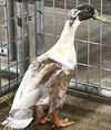 adoptable Duck in  named LORD PARSNIP