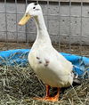 adoptable Duck in Union, MO named SVEN