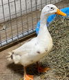 adoptable Duck in  named STEVEN