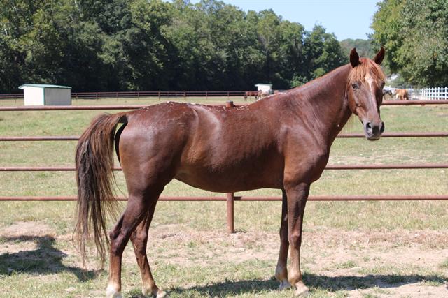 adoptable Horse in Union, MO named WISH