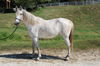 adoptable Horse in Union, MO named REVLON