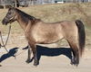 adoptable Horse in  named IVY