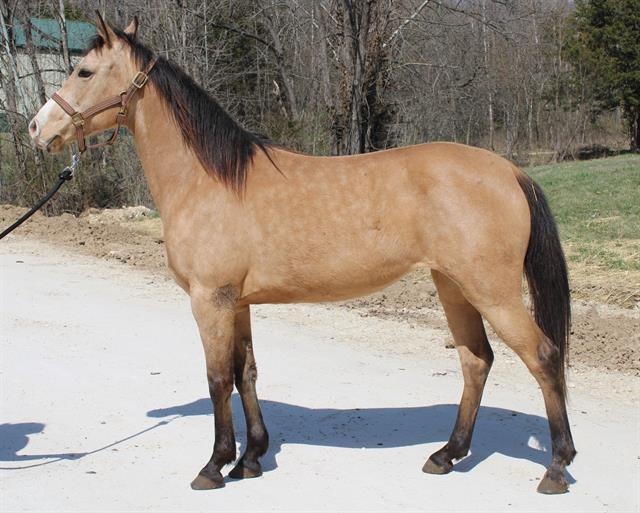 adoptable Horse in Union, MO named DANDY