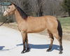 adoptable Horse in  named DANDY