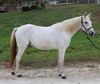 adoptable Horse in Union, MO named MONTY