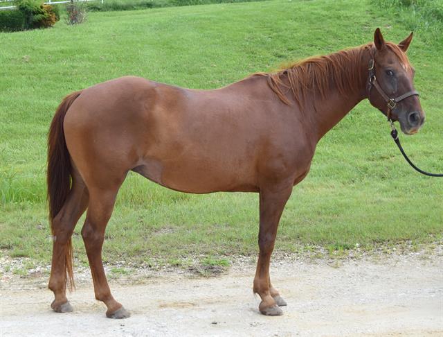 adoptable Horse in Union, MO named DELTA