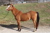 adoptable Horse in  named RUFIO