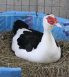 adoptable Duck in Union, MO named HARVEY